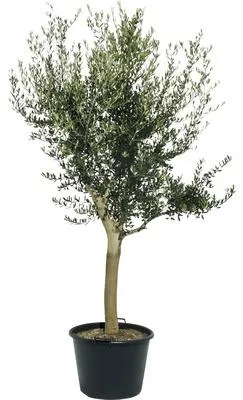 Olivenbaum 170-190 cm mit 20-30 cm Stammumfang