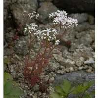 Produktbild Niedriger Weißer Mauerpfeffer - Sedum album