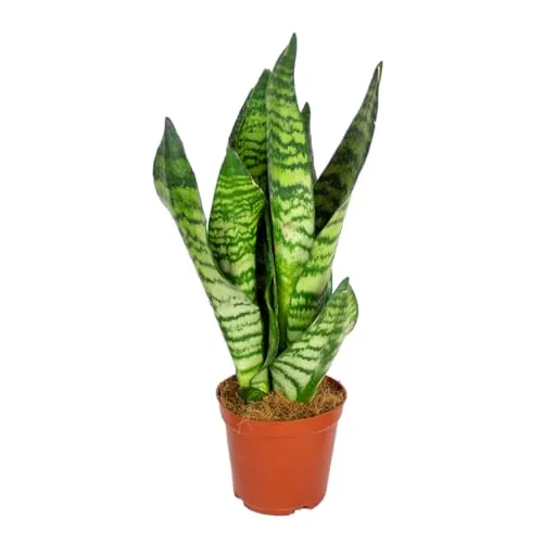 Bloomique - Sansevieria Zeylanica - Bogenhanf - Sukkulenten - Zimmerpflanzen - Sehr Pflegeleicht - Höhe 30-40 cm - Topf 12 cm