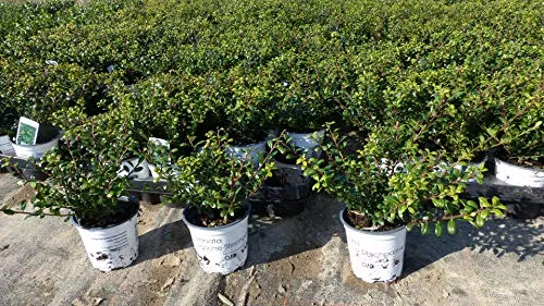 Ilex crenata 'Stokes' Heckenpflanze 20 cm - Robuster Buchsbaum Ersatz - Premium Ilex crenata 'Stokes' Heckenpflanze, 20 cm hoch, winterhart und robust. Perfekte Buchsbaum-Alternative für pflegeleichte Gärten ohne Schädlinge.