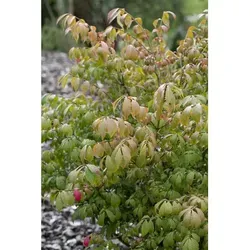 Euonymus alatus 'Compactus', Flügel-Spindelstrauch, kompakt, 40–60 cm