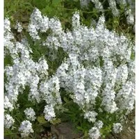 weißer niederliegender Garten Ehrenpreis - Veronica prostrata