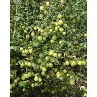 Pflanzen für Dich Obstpflanze Ribes uva-crispa Hinnonmäki gelb - Obstpflanze mit dornenarmen, gelben Früchten, pflegeleicht und ideal für naturnahe Gärten – zieht Vögel und Insekten an!