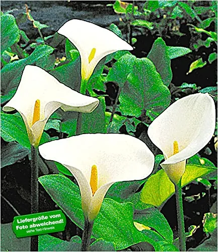 BALDUR Garten Sumpf-Calla 3er Set - Wunderschöne Wasserpflanze mit eleganten, glänzenden Blättern. Winterhart, mehrjährig und pflegeleicht. Ideal für sonnige Standorte und eine blühende Idylle im Garten.