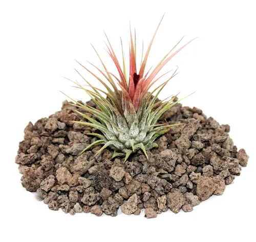 Exotenherz Zimmerpflanze Tillandsia ionantha ionantha - lose Pflanze