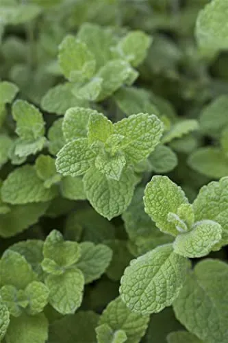 Mentha x rotundifolia ca. 9x9 cm Topf - Apfelminze, aromatische Blätter, ideal für Tee und Cocktails, bienenfreundlich, pflegeleicht
