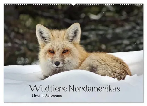 Ursula Salzmann | Wildtiere Nordamerikas Wandkalender 2026 - Entdecken Sie die faszinierenden Wildtiere Nordamerikas im DIN A2 Wandkalender 2026. Ideal für Naturliebhaber und als Geschenk, bringt er die Schönheit der Tierwelt in Ihr Zuhause.
