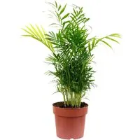 Bergpalme - pflegeleichte Zimmerpflanze (Chamaedorea elegans) - Zimmerblumen mit tropischem Flair! Diese 70 cm hohe Bergpalme ist pflegeleicht, luftreinigend und ideal für Wohnräume oder Büros - ein grüner Blickfang, der für ein angenehmes Raumklima sorgt.