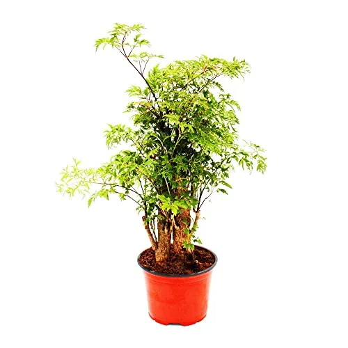 Produktbild Fiederaralie