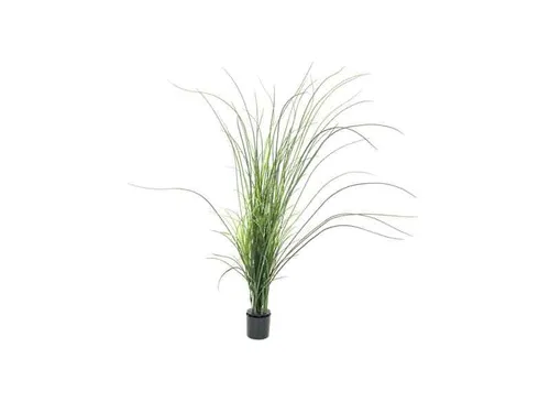 Europalms Schilfgras, 145cm
