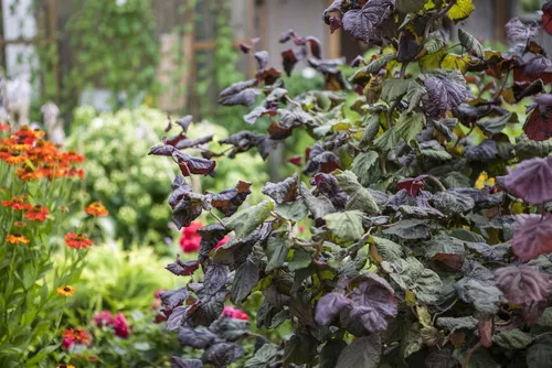 Corylus maxima 'Red Majestic' - Rote Korkenzieherhasel mit auffälligem rotem Laub - Obstsamen & -pflanzen, ideal für Einzelstellung oder Hecken, pflegeleicht und winterhart bis -25 °C, perfekt für Gartenanfänger.