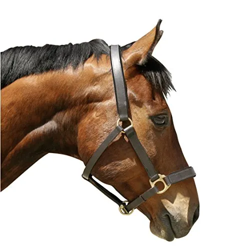 Kerbl Halfter Eco Pony, Leder Braun, 32265 - Klassische Hundehalsbänder, aus strapazierfähigem Leder gefertigt und doppelt genäht für hervorragende Haltbarkeit, mit optimal verstellbaren Dornschnallen.