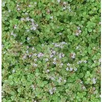 Produktbild Korsische Minze - Mentha requienii