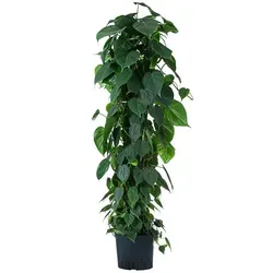Produktbild Dehner Zimmerpflanze Baumfreund, Philodendron scandens, Hydrokultur 115 cm