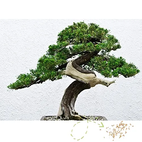 Exotische Bonsai Samen mit hoher Keimrate - Pflanzen Samen Set für deinen eigenen Bonsai Baum (1x Australische Kiefer)