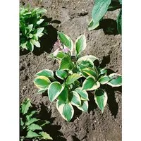 Hosta X Fortunei Twilight Funkie Ca. 11x11 cm Topf