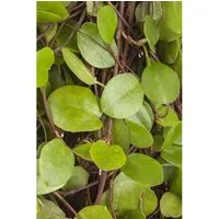 Muehlenbeckia Axillaris Kriechende Schönfrucht Ca. 9x9 cm Topf