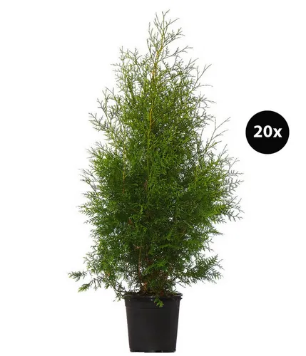 Dehner Hecken Thuja Lebensbaum Brabant, 15 Pflanzen für 5 m Hecke - Robuste, immergrüne Koniferen für Sichtschutz: 15 Thuja occidentalis Pflanzen, 100-125 cm hoch, schaffen schnell eine dichte Hecke. Ideal für Gartenliebhaber, die eine pflegeleichte und frostfeste Lösung suchen.