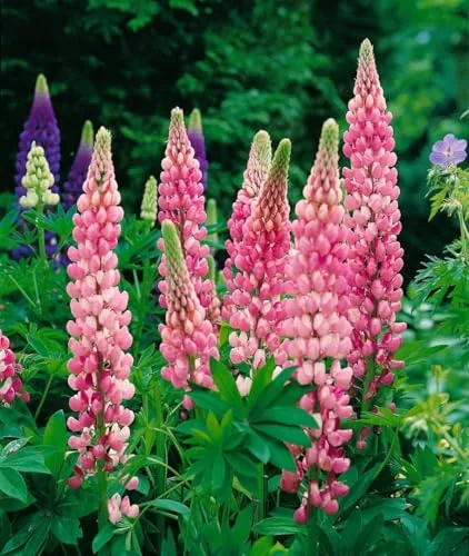 Lupinus polyphyllus 'Schlossfrau' 11x11 cm Topf – Winterhart, Mehrjährig, Pflegeleicht – Lupine – Staude für Beet & Rabatte