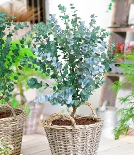 Produktbild BALDUR Garten Winterharter Eukalyptus Azura® im XXL-Topf