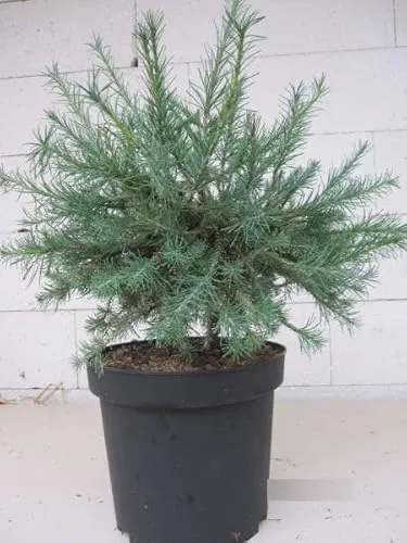 Larix laricina Wishnik - Ostamerikanische Zwerglärche Wishnik - 60-80cm