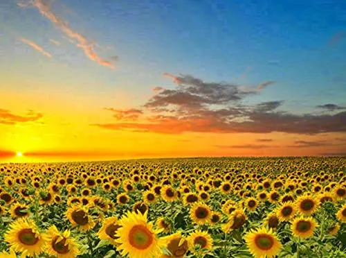 Pracht Creatives Hobby Diamond Painting Set, Bild mit Motiv Sonnenblumenfeld und Zubehör, Größe ca. 25 x 35 cm, Bastelset zum Malen mit Glitzersteinchen für Kinder ab 5 Jahren