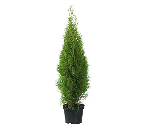 Produktbild Dehner Thuja Smaragd, immergrün, 100-125 cm, 9.9 l Topf
