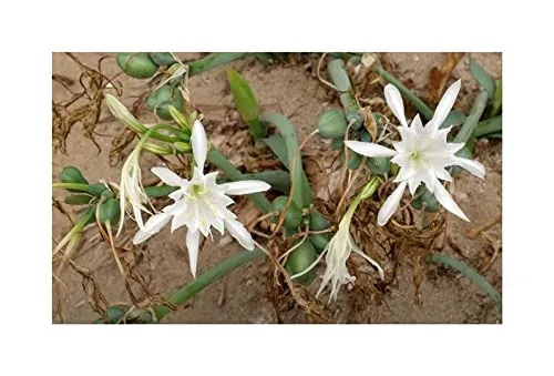 Stk - 10x Pancratium maritimum Dünen Trichternarzisse Garten Pflanzen - Samen ID983 - Seeds & Plants Shop by Ipsa