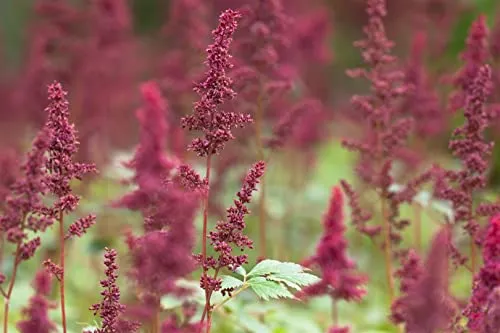 Astilbe x arendsii 'Fanal' 9x9 cm Topf – Winterhart, Mehrjährig, Pflegeleicht – Prachtspiere – Beetstaude für Garten & Schattenbeet