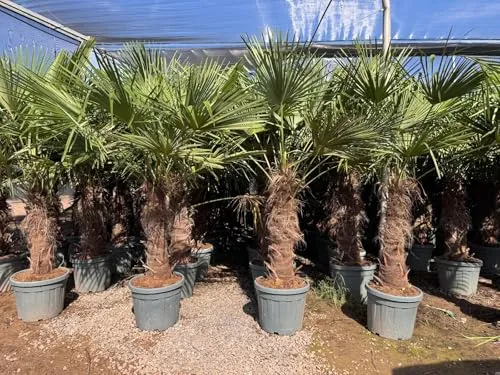 Sunny Tree von Sunny Tree