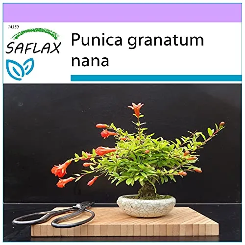 SAFLAX - Bonsai - Zwerg-Granatapfel - 50 Samen - Punica granatum nana