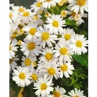 Aster Dumosus Schneekissen Kissenaster Ca. 9x9 cm Topf