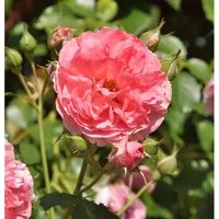 Produktbild Hochstamm Rose Rosarium Uetersen 80-100cm