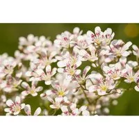 Saxifraga Cotyledon Southside Seedling Steinbrech Ca. 9x9 cm Topf