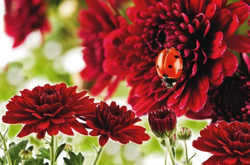 Platzdeckchen Blume ca. 43,5 x 28,3cm, 28162, Platzmatte, Tischset, Platzset 6 x