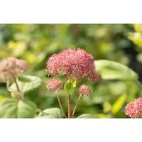 Schneeballhortensie Pink Annabelle R 80-100 cm - Üppiger Zierstrauch mit rosa Blütenbällen, ideal für Rabatten und Kübel. Lange Blütezeit von Juni bis September, robuste Pflanze für halbschattige bis sonnige Standorte.