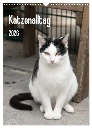 Katzenalltag 2026