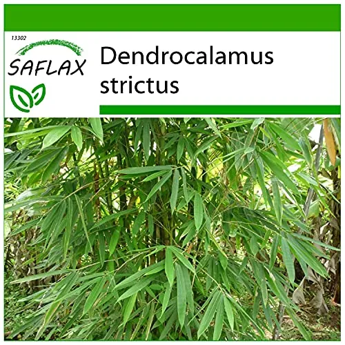 SAFLAX - Gräser-Bambus-Kalkuttabambus - 50 Samen - Mit keimfreiem Anzuchtsubstrat - Dendrocalamus strictus