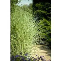 Miscanthus Sinensis Goldglanz – Ziergras mit goldenen Akzenten - Das elegante Chinaschilf ‘Goldglanz’ erreicht 120–140 cm Höhe und verleiht Ihrem Garten mit goldenen Blättern und zarten Blütenrispen eine harmonische Note. Ideal für Beete und Kübel.