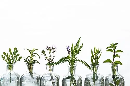 Queence Küchen Spritzschutz Kräuter in Gläsern 60x40 cm - Spritzschutz für Küchen, hitzebeständig und leicht zu reinigen. Das moderne Design aus Alu-DiBond schützt vor Fettspritzern und verleiht Ihrer Küche einen edlen Look.