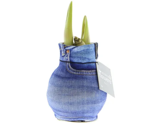 Exotenherz Blumenzwiebeln Amaryllis-Zwiebel in moderner Socke