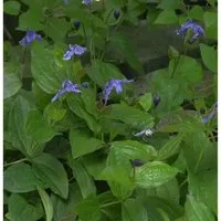 Staudenclematis