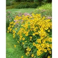 Helenium X Cult. Sonnenwunder Sonnenbraut Ca. 11x11 cm Topf
