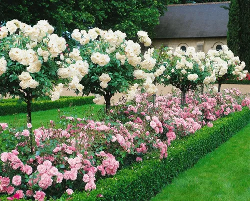 Pflanzen für Dich Rose Rosa Chorus - Die Rose ‘Chorus’ begeistert mit üppigen, leuchtenden Blüten in Orange- und Apricottönen. Ideal für Beete, Kübel oder als Solitärpflanze. Sie blüht von Juni bis Herbst und bringt Farbe in jeden Garten.
