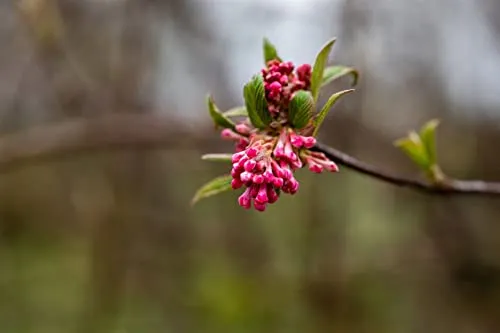 Viburnum Bodnantense Dawn – Duft-Schneeball mit rosa Blüten - Der Viburnum x bodnantense Dawn begeistert mit intensiv duftenden rosa Blüten von Spätherbst bis Frühling. Ideal als Blickfang in Garten und Terrasse, entwickelt dieser winterblühende Zierstrauch eine elegante Struktur.