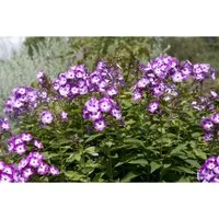 Phlox Paniculata Wilhelm Kesselring Hoher Sommerphlox Ca. 11x11 cm Topf