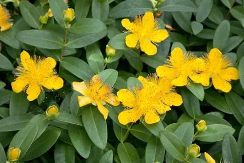 Hypericum calycinum – Winterharter Bodendecker für Garten & Beet