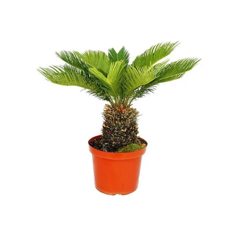 Exotenherz Zimmerpflanze Cycas revoluta - Japanischer Palmfarn im 28cm Topf - Zimmerpflanze mit exotischem Flair, ideal für sonnige bis halbschattige Standorte. Robust und frostbeständig bis -8°C, perfekt für drinnen und draußen.