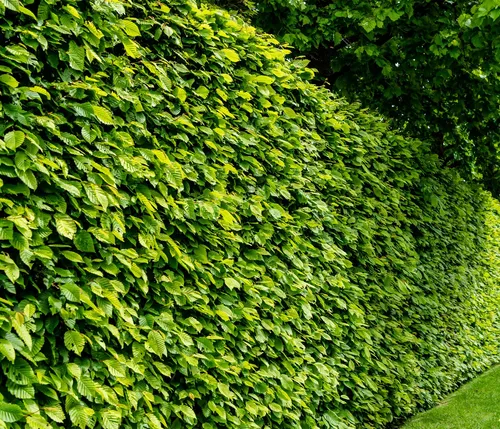Dehner Hainbuche Hecke, 10 m, 150-175 cm, schnellwachsend für privaten Sichtschutz - Gestalten Sie Ihren Garten mit dieser 10 m langen Hainbuche, bestehend aus 40 robusten Pflanzen (150-175 cm). Ideal für schnellen Sichtschutz, winterhart und pflegeleicht – eine grüne Oase für jede Jahreszeit!