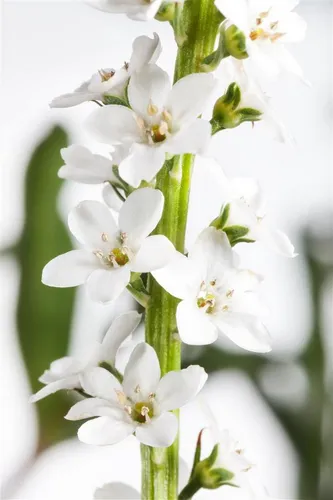 Pflanzen für Dich Staude Lysimachia clethroides, 1 St., Entenschnabel, Entenschnabel-Felberich, Entenschnabel-Waldsteinie
